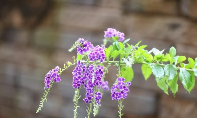 6种“香花”，味道香还漂亮，若您见到，别错过，带回家盆栽起来