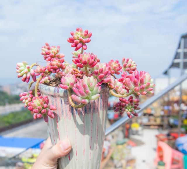 100种常见室内盆栽花卉图鉴，收起来慢慢看，喜欢什么咱就种什么