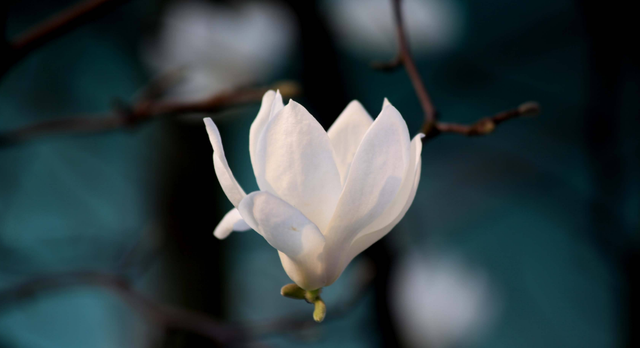 诗词鉴赏-玉兰花开春自来，十二首玉兰花 的诗词，白雪琼兰映眼开