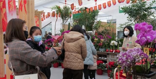 客流量猛增，北京年宵花市场销售火热