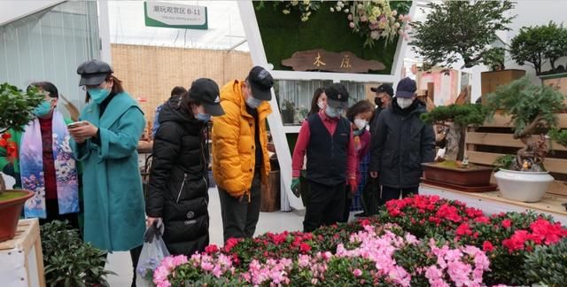 客流量猛增，北京年宵花市场销售火热