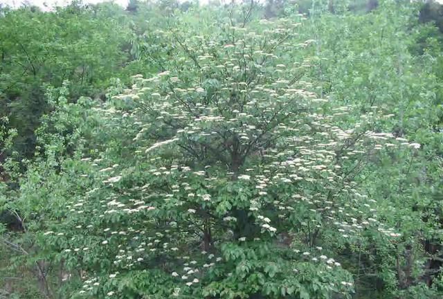 实用分享丨40款大型开花树种（乔木）推荐，常见的、不常见的都有