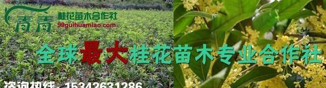 青青苗木基地：红叶石楠木冬季养护和和种植的相关介绍