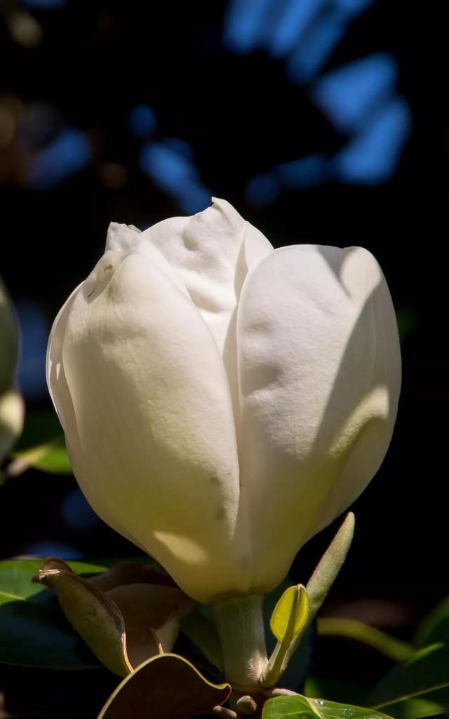 广玉兰的花洁白芬芳，它在母亲节悄悄绽放，像朵朵盛开的美丽荷花