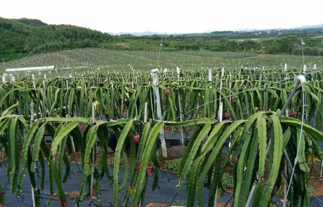 很全面的火龙果种植技术教程