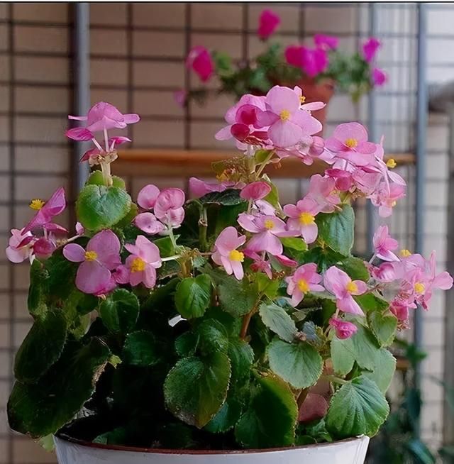 6种“劳模花”，四季能开花，家里养一盆，赏花300天