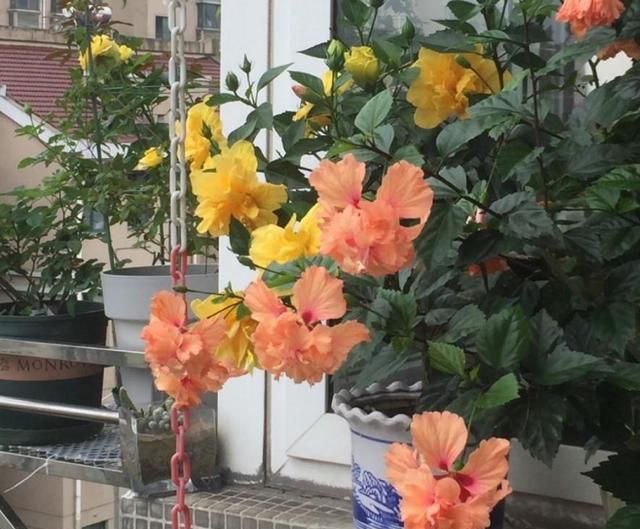 6种“劳模花”，四季能开花，家里养一盆，赏花300天