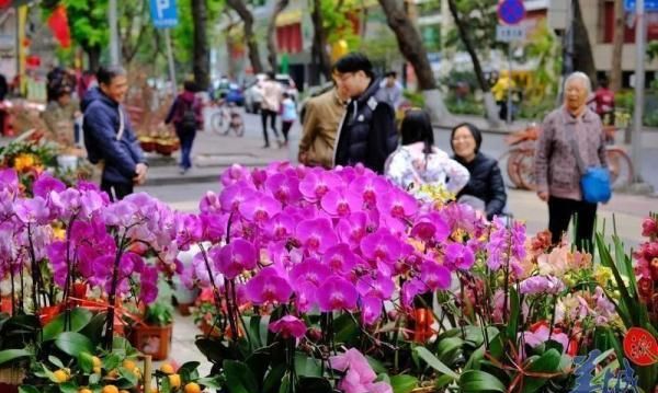 广州传统花市回归！11区2023年迎春花市安排都在这里了