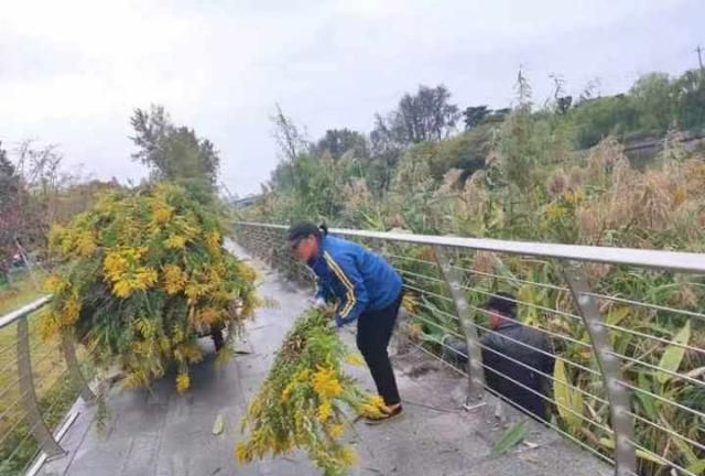 “一枝黄花”到了盛花期，不要摘下带回家，发现后请立即请专业人员铲除