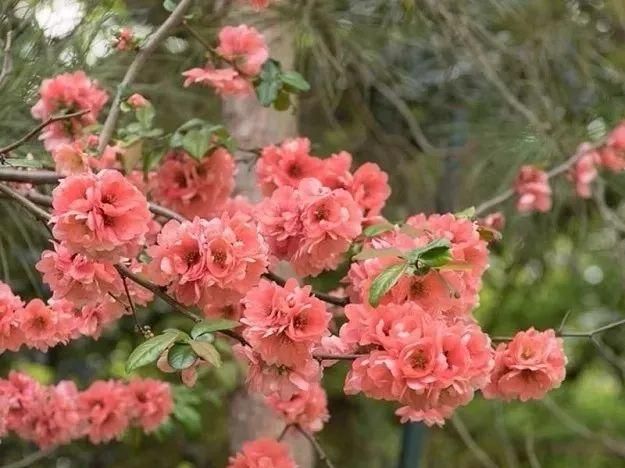 花朵贴在枝条上生长开的贴梗海棠，适合北方的花友养