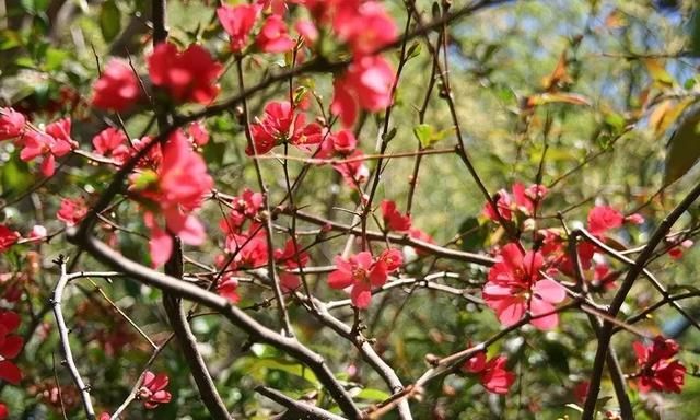 花朵贴在枝条上生长开的贴梗海棠，适合北方的花友养