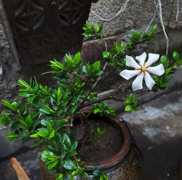 4种“盆景树”，味香又好养，客厅养一盆，能香几十年