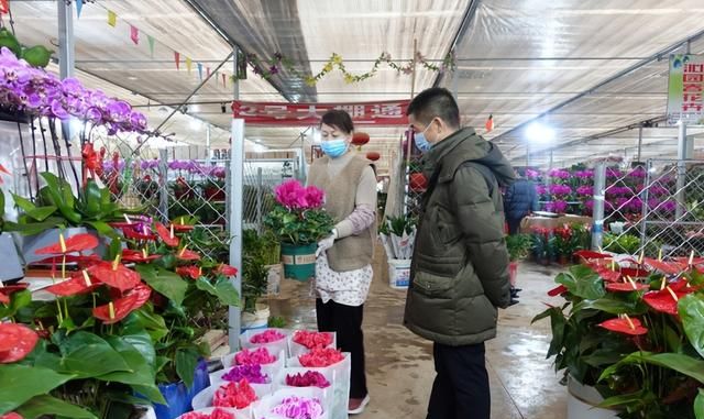 【图集】年关将至 宝鸡花卉市场春意“闹”