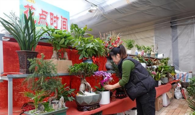 【图集】年关将至 宝鸡花卉市场春意“闹”