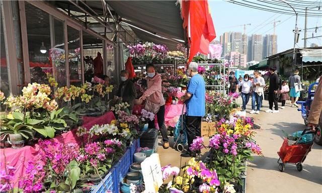 春节到，逛广州最大的岭南花卉市场，买盆年花就过年