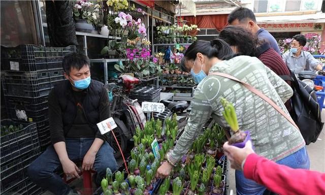 春节到，逛广州最大的岭南花卉市场，买盆年花就过年