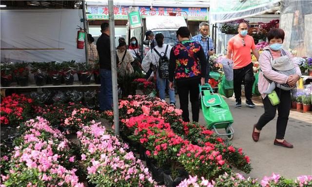 春节到，逛广州最大的岭南花卉市场，买盆年花就过年