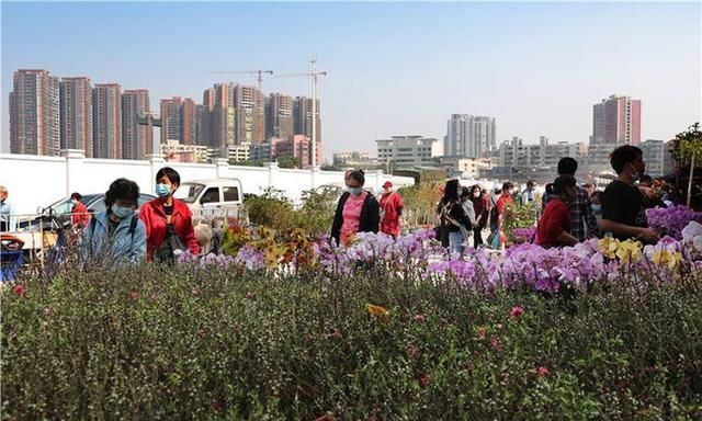 春节到，逛广州最大的岭南花卉市场，买盆年花就过年