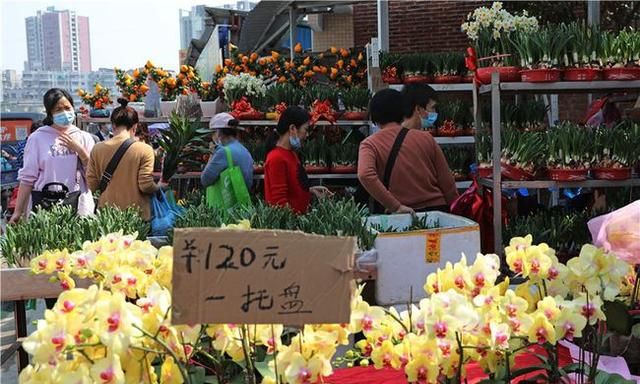 春节到，逛广州最大的岭南花卉市场，买盆年花就过年