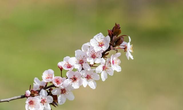 一百种常见花卉图鉴，来看看你认识多少种吧