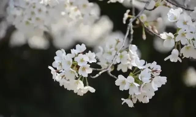 一百种常见花卉图鉴，来看看你认识多少种吧