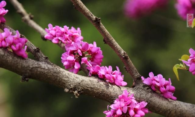 一百种常见花卉图鉴，来看看你认识多少种吧