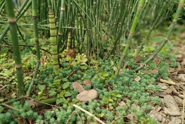 匍匐生长的6种多年生草本花卉，这些铺地植物耐养，观赏性好