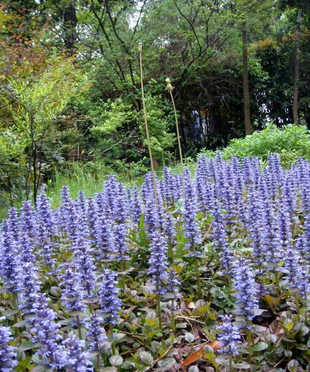 匍匐生长的6种多年生草本花卉，这些铺地植物耐养，观赏性好