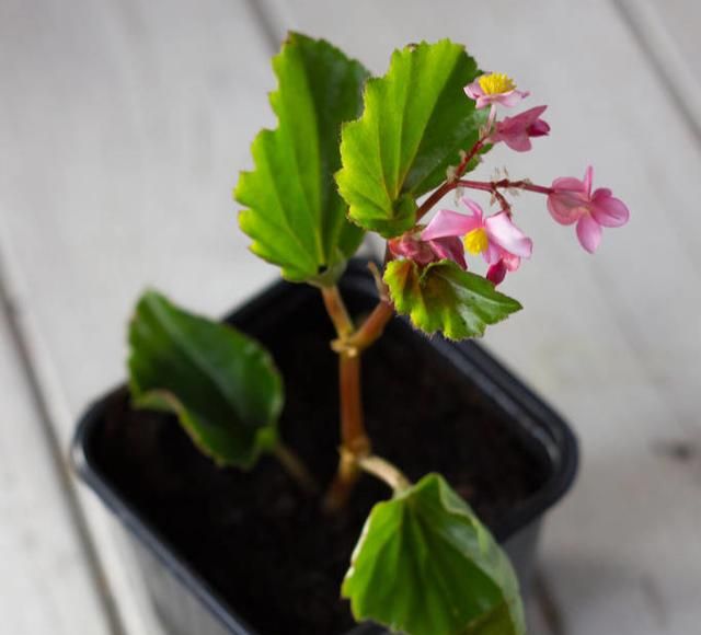 海棠亭午沾疏雨，花开美如画的四季秋海棠，学会扦插繁殖一大片