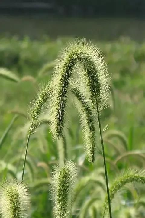 你被那种花语惊艳过