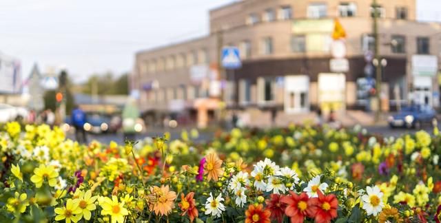 20多个城市的市花，你见过哪些？快来比比美