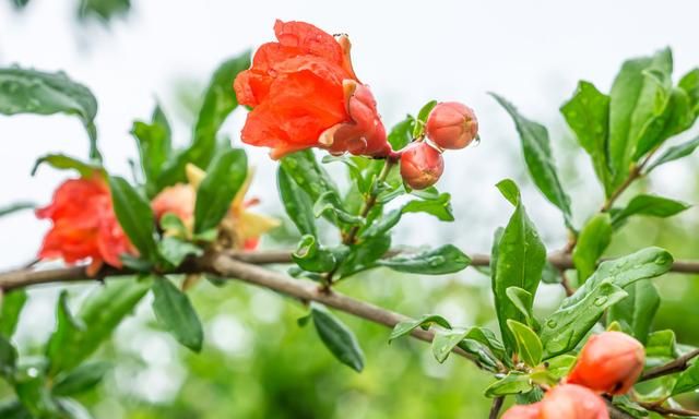 20多个城市的市花，你见过哪些？快来比比美