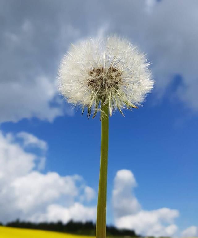 送花给别人，千万不要送错，每朵花都有它的花语