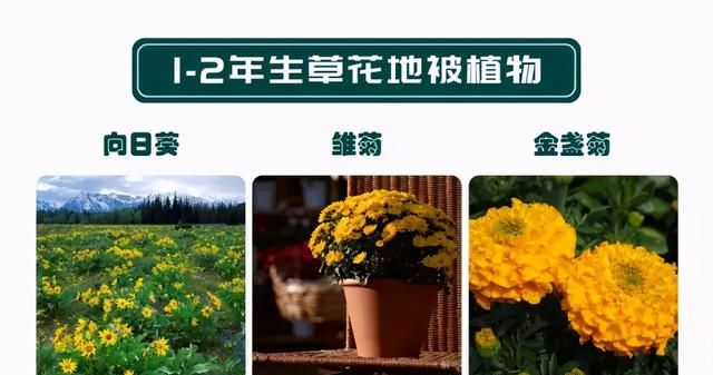 这份图文并茂的「苗木基本常识手册」强烈建议收藏