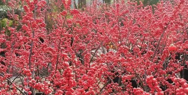 春节上哪买年宵花？上海这份指南列出了26家花市，哪家离你最近？