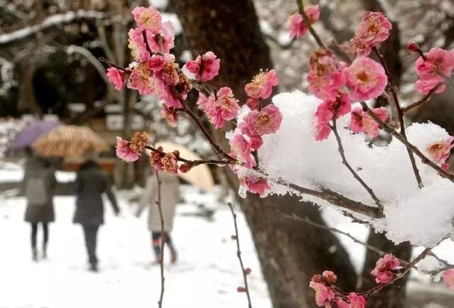 菊花还是樱花？中世纪至今的日本国花崇拜演变