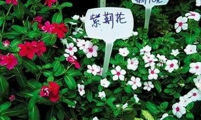 卧室养花禁忌，放了这些花就生病