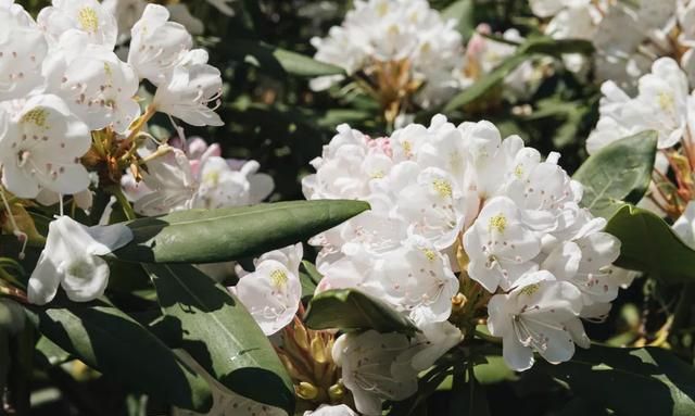 40种适合庭院花园的常见灌木植物，你认识它们吗？