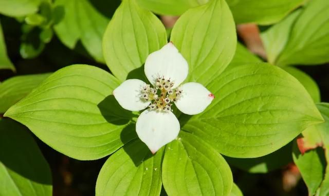 40种适合庭院花园的常见灌木植物，你认识它们吗？