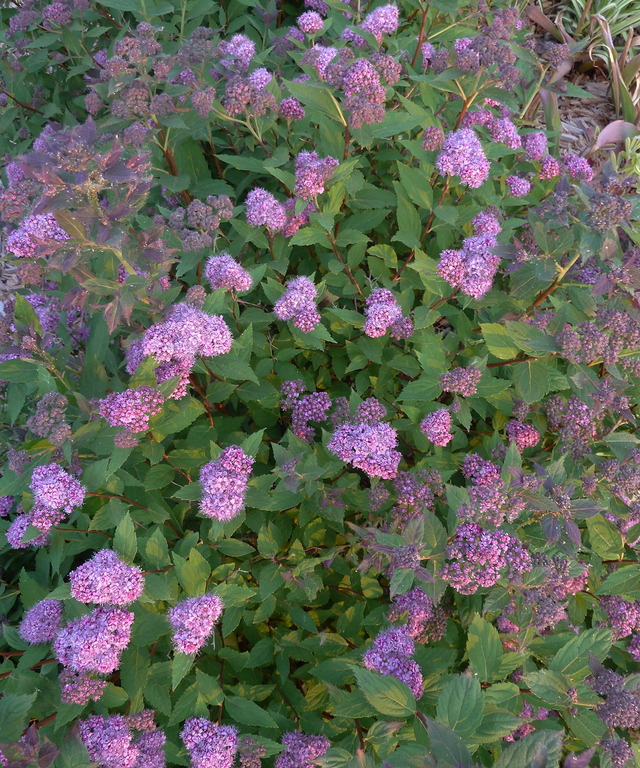 40种适合庭院花园的常见灌木植物，你认识它们吗？