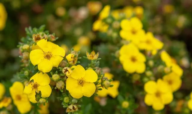 40种适合庭院花园的常见灌木植物，你认识它们吗？