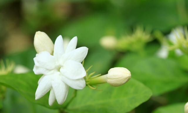 40种适合庭院花园的常见灌木植物，你认识它们吗？