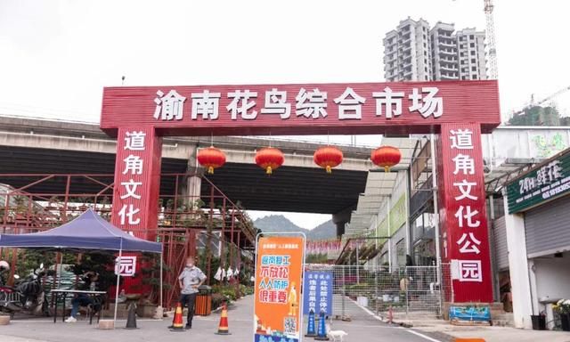 新春逛重庆主城9大花市，5元就能买走一个春天