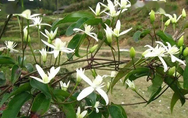 仙气飘飘的“威灵仙”，根茎似胡须，药用价值高，祛风除湿效果好