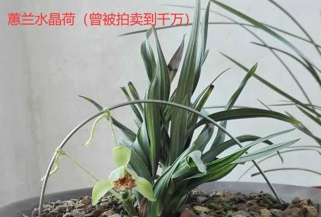 名贵兰花价值百万、千万，那什么兰花才算是名贵兰花？