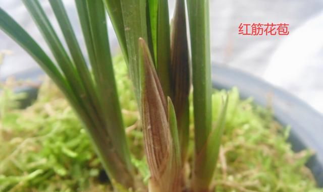 名贵兰花价值百万、千万，那什么兰花才算是名贵兰花？