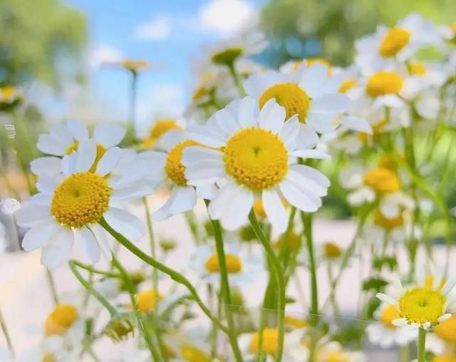 母菊——洋甘菊