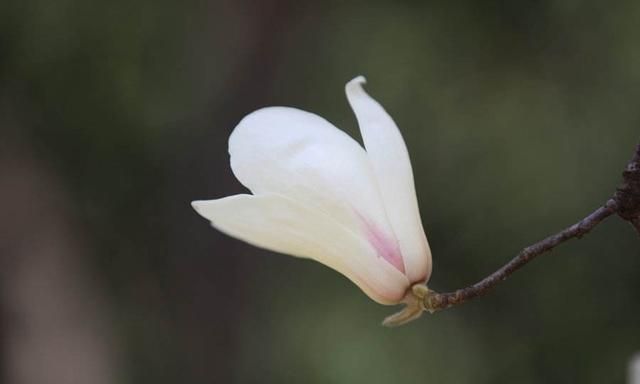 玉兰花诗词精选一十七首 微风吹送玉兰香，兴味由来静处长