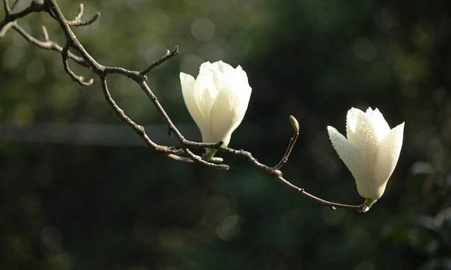 玉兰花诗词精选一十七首 微风吹送玉兰香，兴味由来静处长