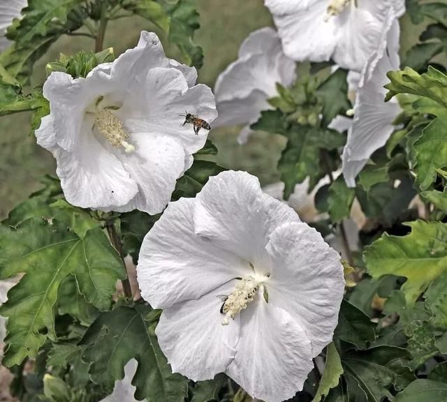 长相普通的木槿花，却是花开不停，花朵越看越美